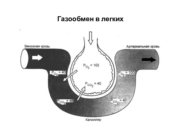 Газообмен в легких