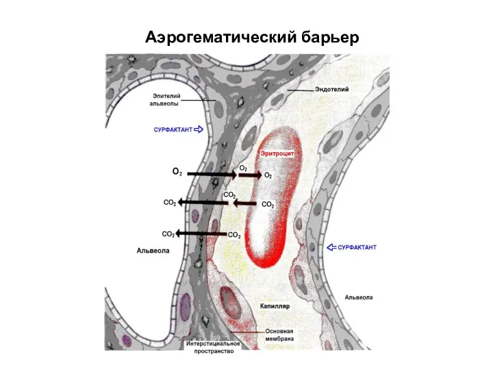 Аэрогематический барьер