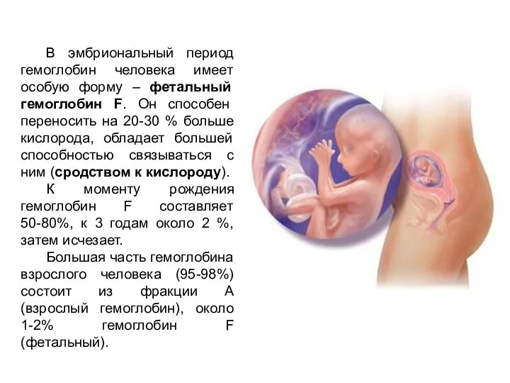 В эмбриональный период гемоглобин человека имеет особую форму – фетальный гемоглобин F.