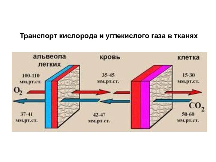 Транспорт кислорода и углекислого газа в тканях