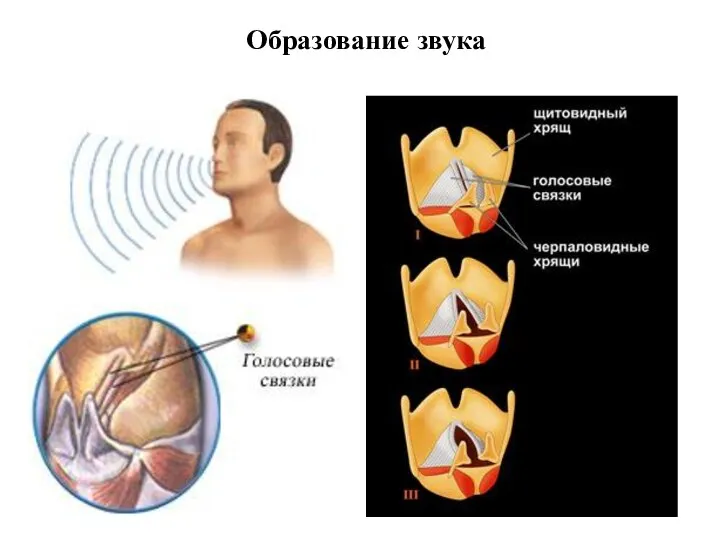 Образование звука