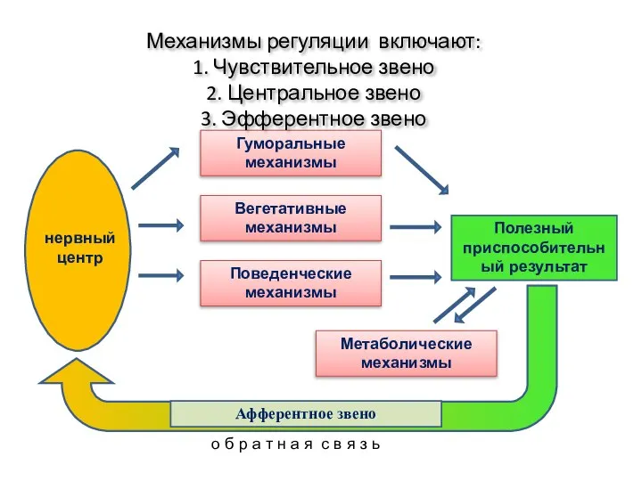 Гуморальные механизмы Вегетативные механизмы Поведенческие механизмы Метаболические механизмы Полезный приспособительный результат о