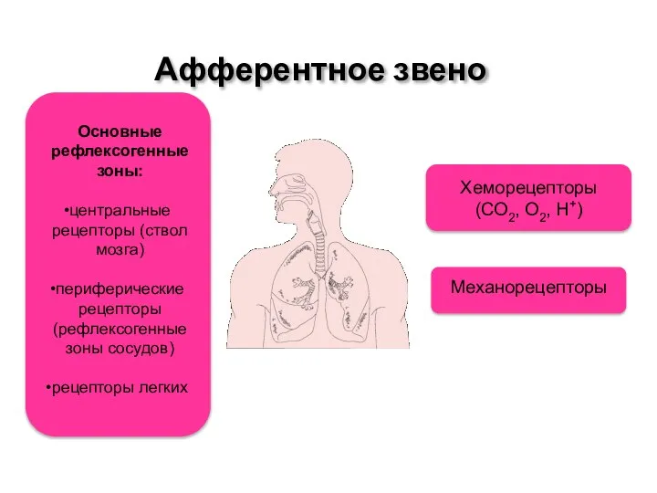 Афферентное звено