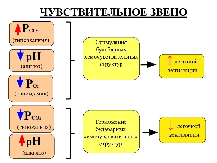 ЧУВСТВИТЕЛЬНОЕ ЗВЕНО РСО2 (гиперкапния) рН (ацидоз) рН (алкалоз) Стимуляция бульбарных хемочувствительных структур