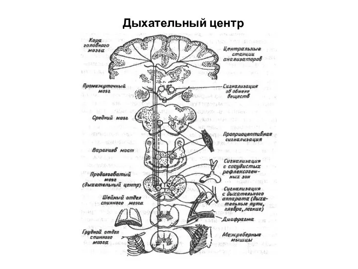 Дыхательный центр