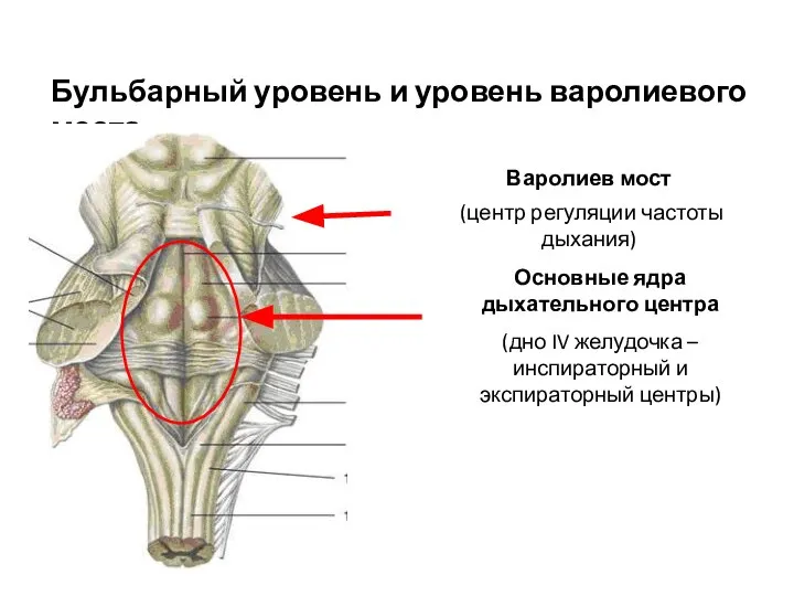 Бульбарный уровень и уровень варолиевого моста Варолиев мост (центр регуляции частоты дыхания)