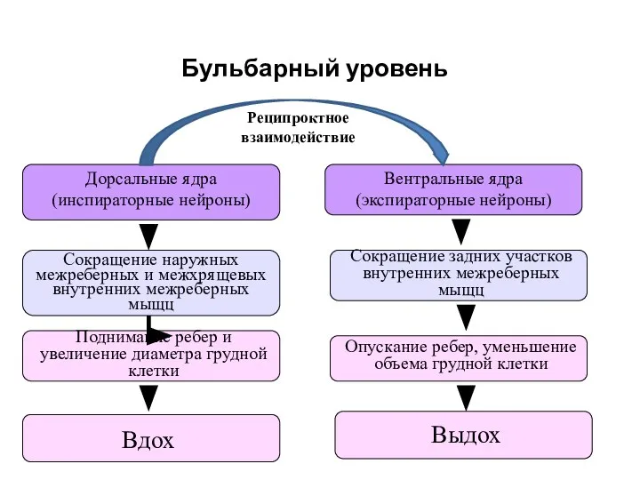 Бульбарный уровень Дорсальные ядра (инспираторные нейроны) Вентральные ядра (экспираторные нейроны) Сокращение наружных