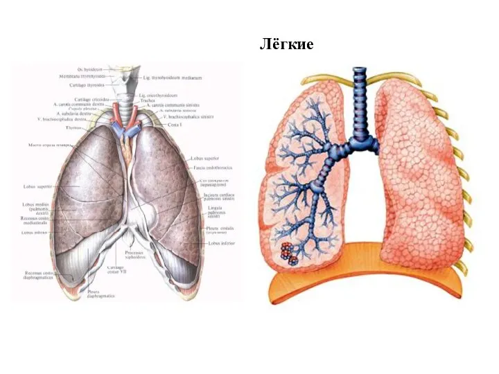 Лёгкие