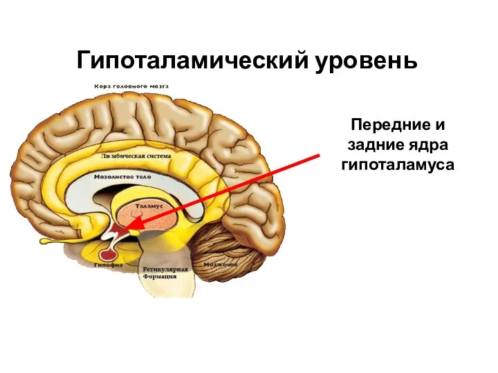 Гипоталамический уровень Передние и задние ядра гипоталамуса