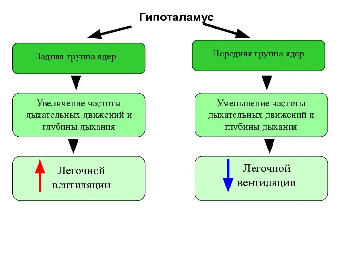 Гипоталамус Задняя группа ядер Передняя группа ядер Увеличение частоты дыхательных движений и