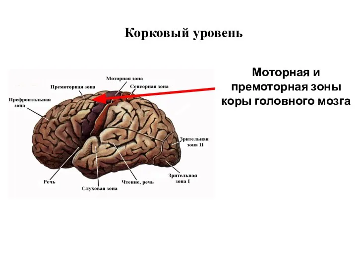 Корковый уровень Моторная и премоторная зоны коры головного мозга