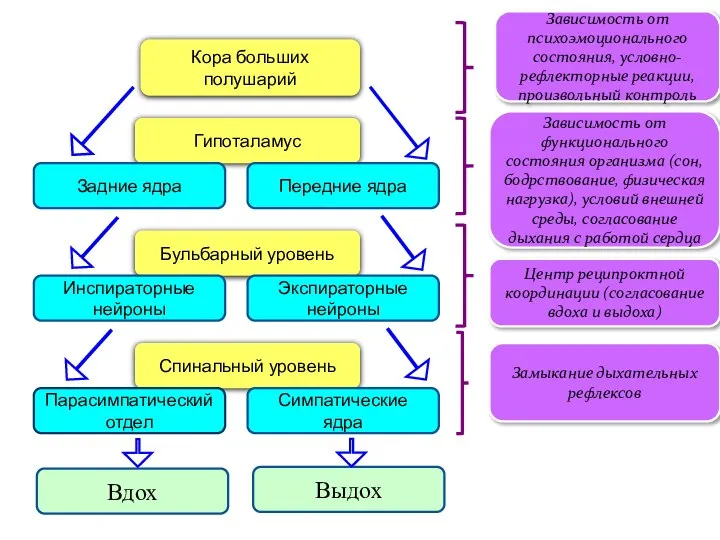 Кора больших полушарий Гипоталамус Задние ядра Передние ядра Бульбарный уровень Инспираторные нейроны