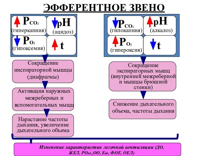 ЭФФЕРЕНТНОЕ ЗВЕНО РСО2 (гиперкапния) РО2 (гипоксемия) рН (ацидоз) t Сокращение инспираторной мышцы