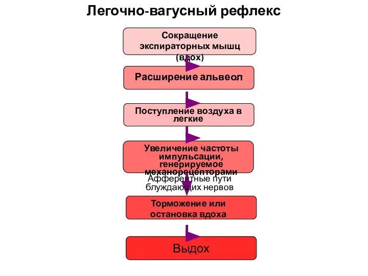 Легочно-вагусный рефлекс Выдох Сокращение экспираторных мышц (вдох) Поступление воздуха в легкие Расширение