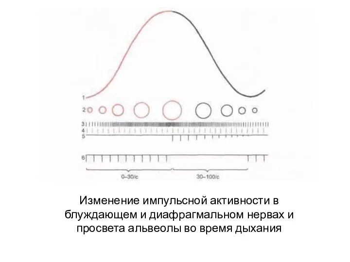 Изменение импульсной активности в блуждающем и диафрагмальном нервах и просвета альвеолы во время дыхания