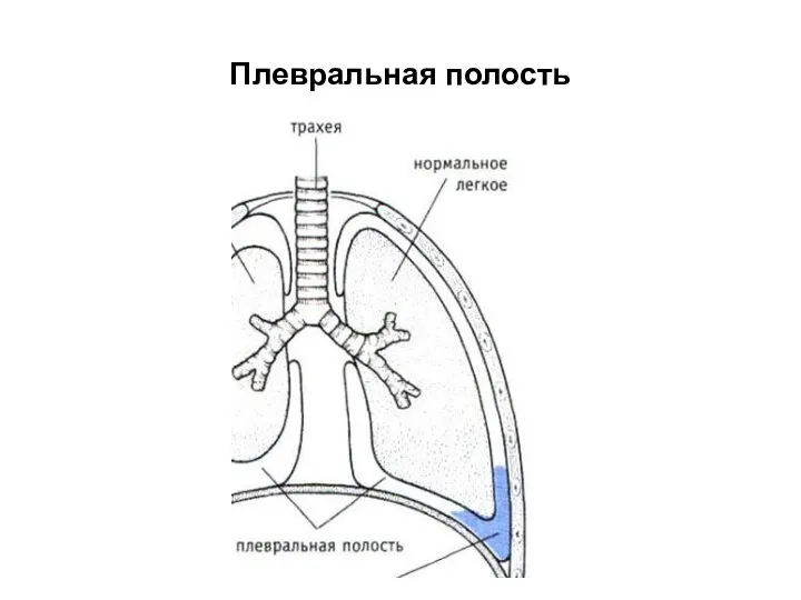 Плевральная полость