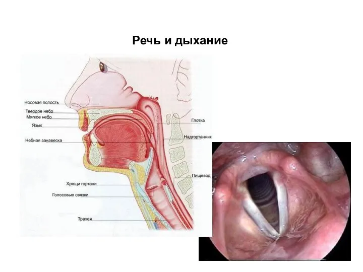 Речь и дыхание