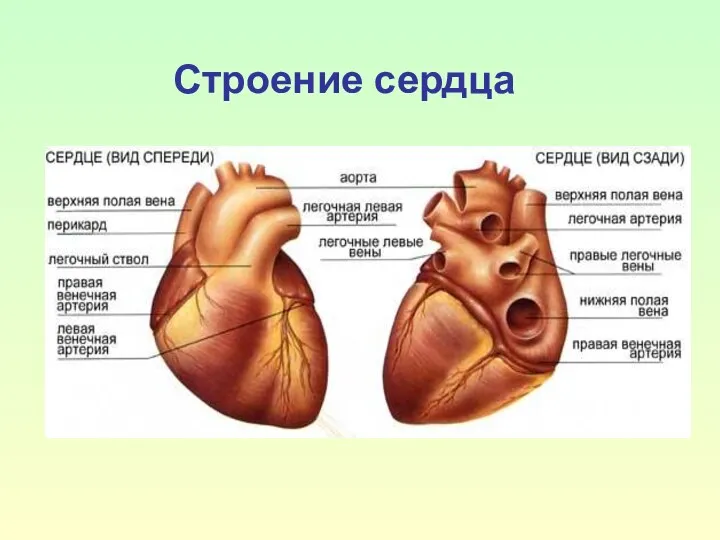 Строение сердца