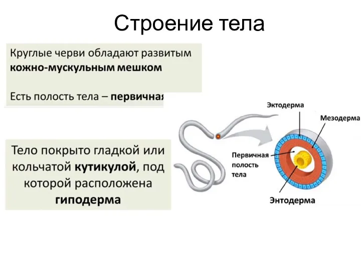 Строение тела