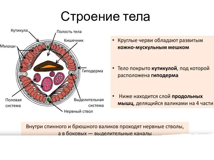 Строение тела