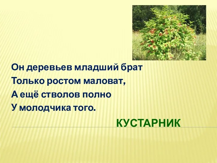 КУСТАРНИК Он деревьев младший брат Только ростом маловат, А ещё стволов полно У молодчика того.