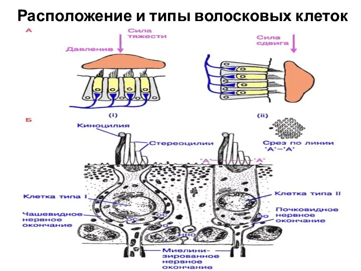 Расположение и типы волосковых клеток