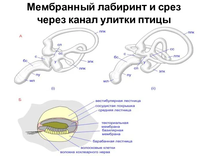 Мембранный лабиринт и срез через канал улитки птицы