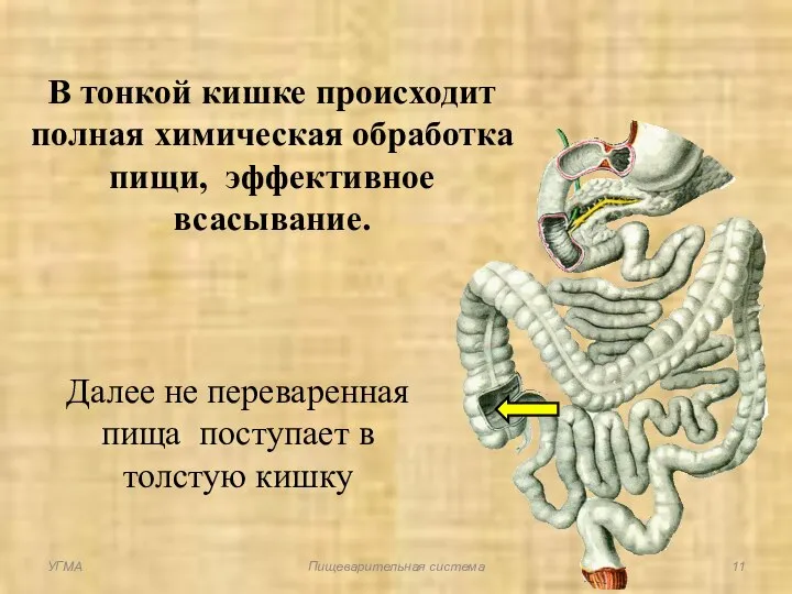 В тонкой кишке происходит полная химическая обработка пищи, эффективное всасывание. Далее не