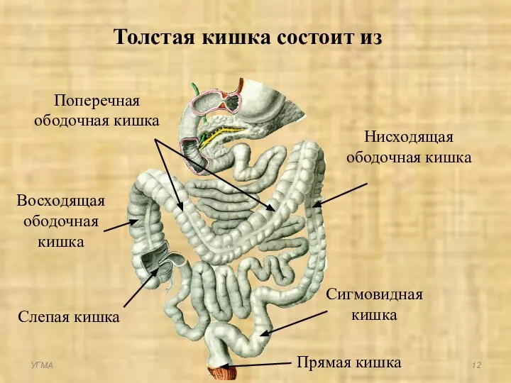 Толстая кишка состоит из Слепая кишка Восходящая ободочная кишка Поперечная ободочная кишка