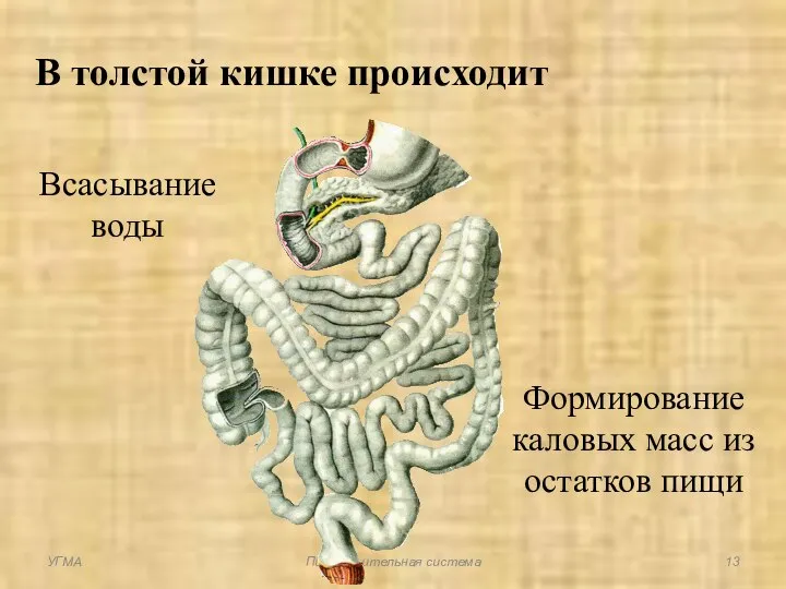 В толстой кишке происходит Всасывание воды Формирование каловых масс из остатков пищи УГМА Пищеварительная система