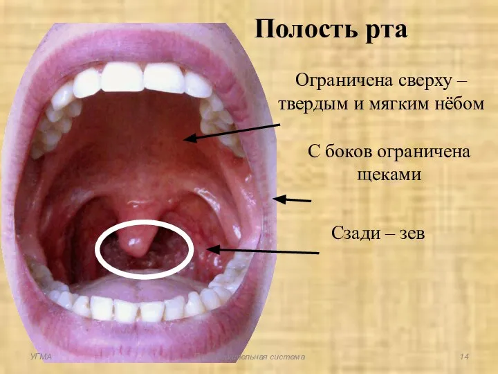 Ограничена сверху – твердым и мягким нёбом Полость рта С боков ограничена