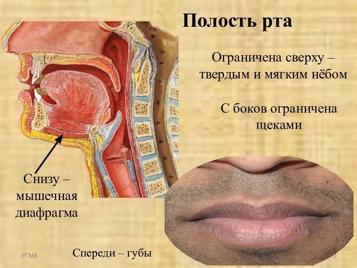 Сзади – зев Снизу – мышечная диафрагма Спереди – губы УГМА Ограничена