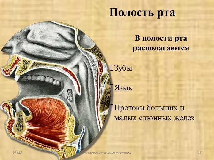 В полости рта располагаются Зубы Язык Протоки больших и малых слюнных желез