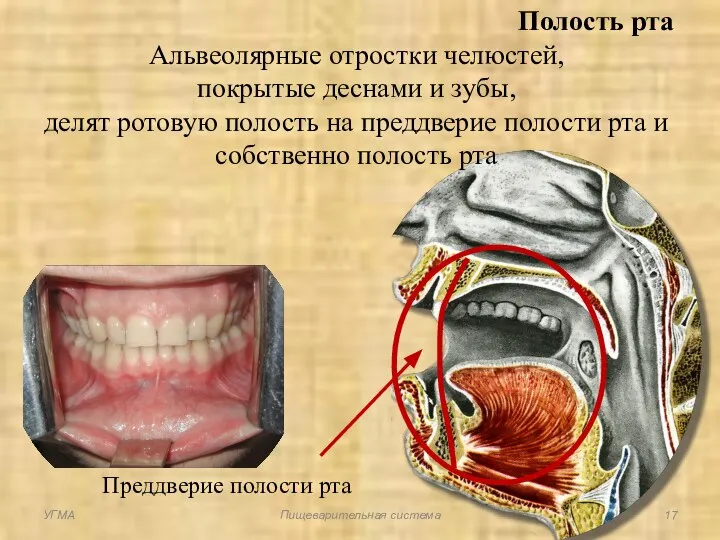 Полость рта Альвеолярные отростки челюстей, покрытые деснами и зубы, делят ротовую полость