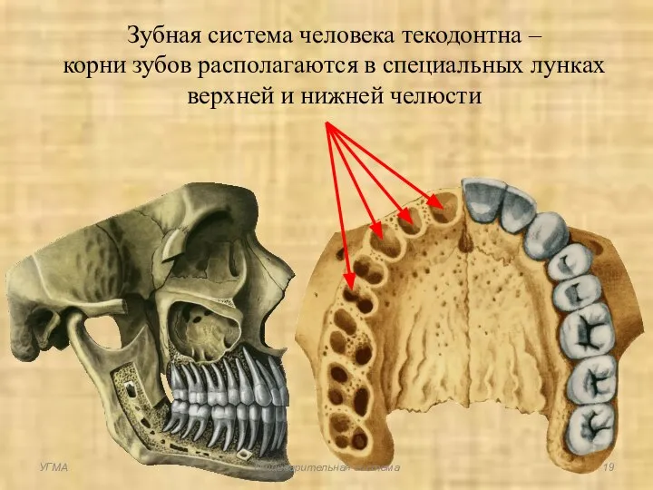Зубная система человека текодонтна – корни зубов располагаются в специальных лунках верхней