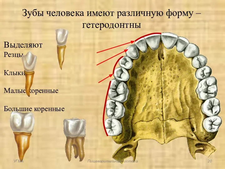 Зубы человека имеют различную форму – гетеродонтны Выделяют Резцы Клыки Малые коренные