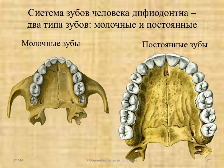 Молочные зубы Постоянные зубы Система зубов человека дифиодонтна – два типа зубов: