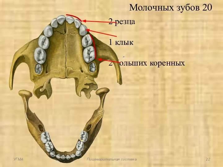 Молочных зубов 20 2 резца 1 клык 2 больших коренных УГМА Пищеварительная система