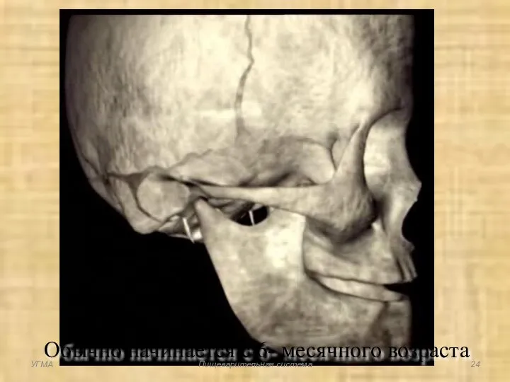 Обычно начинается с 6- месячного возраста УГМА Пищеварительная система