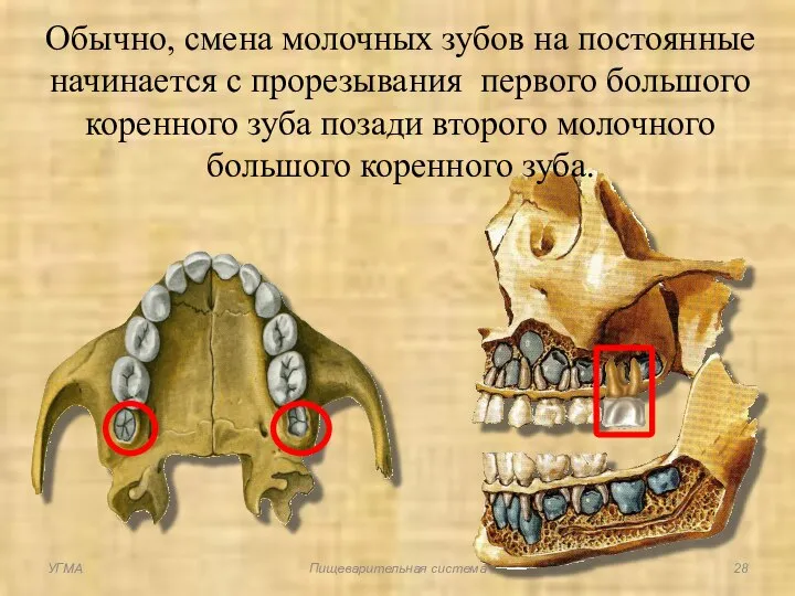 Обычно, смена молочных зубов на постоянные начинается с прорезывания первого большого коренного