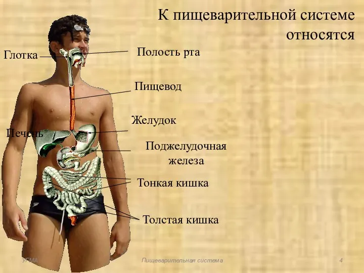 К пищеварительной системе относятся Полость рта Глотка Пищевод Желудок Тонкая кишка Толстая