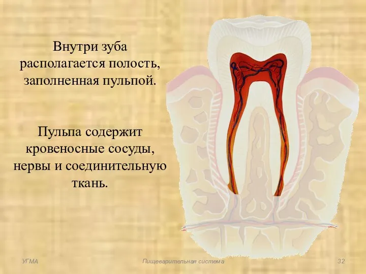 Внутри зуба располагается полость, заполненная пульпой. Пульпа содержит кровеносные сосуды, нервы и