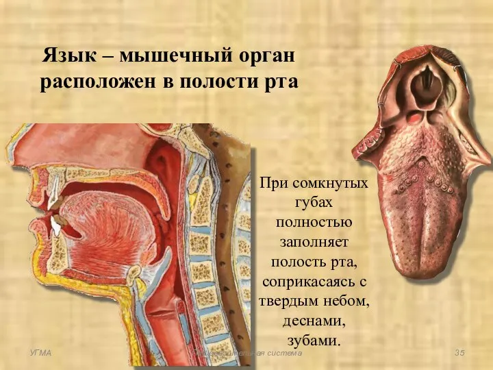 Язык – мышечный орган расположен в полости рта При сомкнутых губах полностью