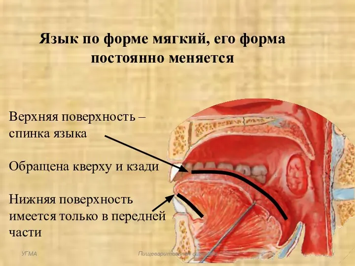 Язык по форме мягкий, его форма постоянно меняется Верхняя поверхность – спинка