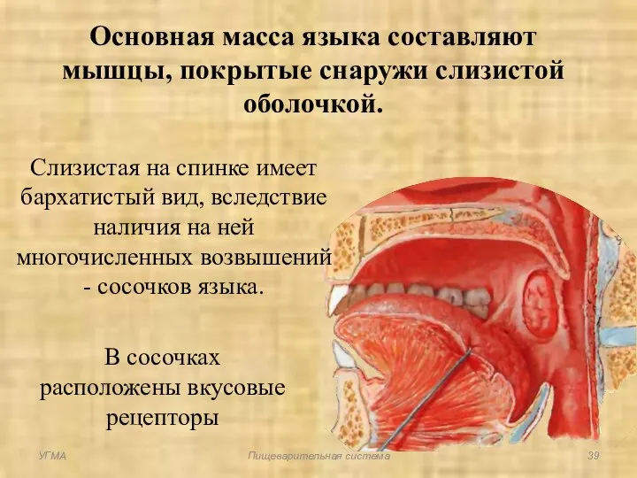 Основная масса языка составляют мышцы, покрытые снаружи слизистой оболочкой. Слизистая на спинке