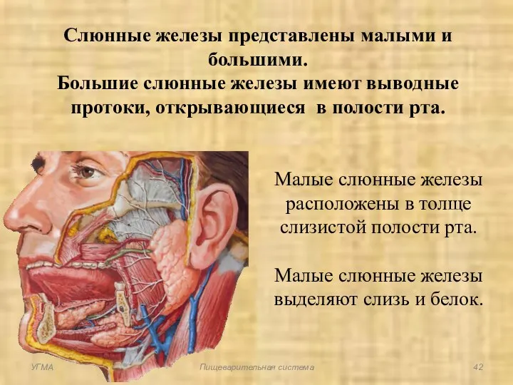 Слюнные железы представлены малыми и большими. Большие слюнные железы имеют выводные протоки,