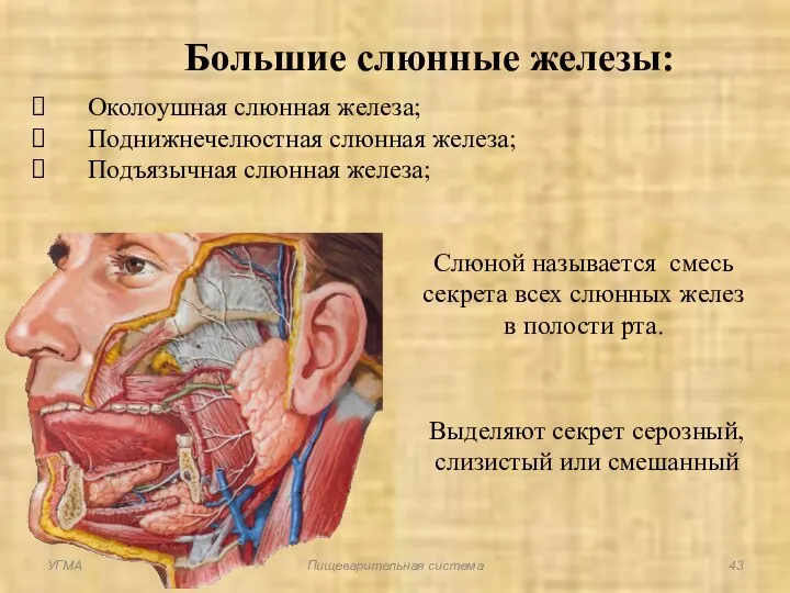 Большие слюнные железы: Околоушная слюнная железа; Поднижнечелюстная слюнная железа; Подъязычная слюнная железа;