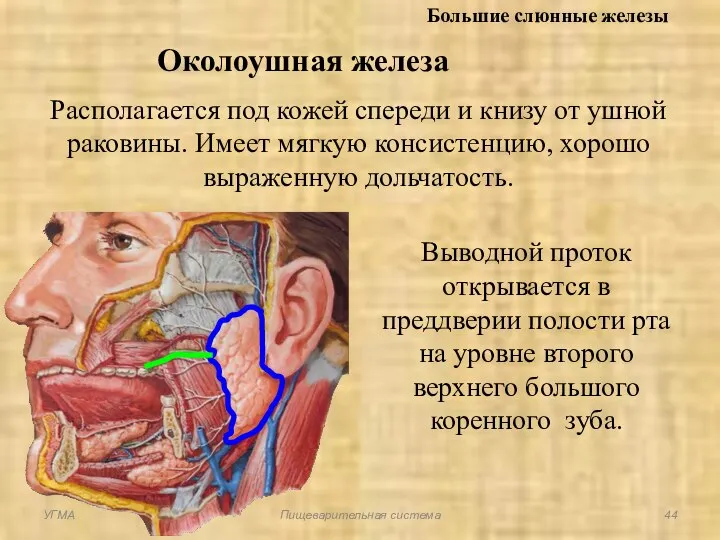 Большие слюнные железы Околоушная железа Располагается под кожей спереди и книзу от