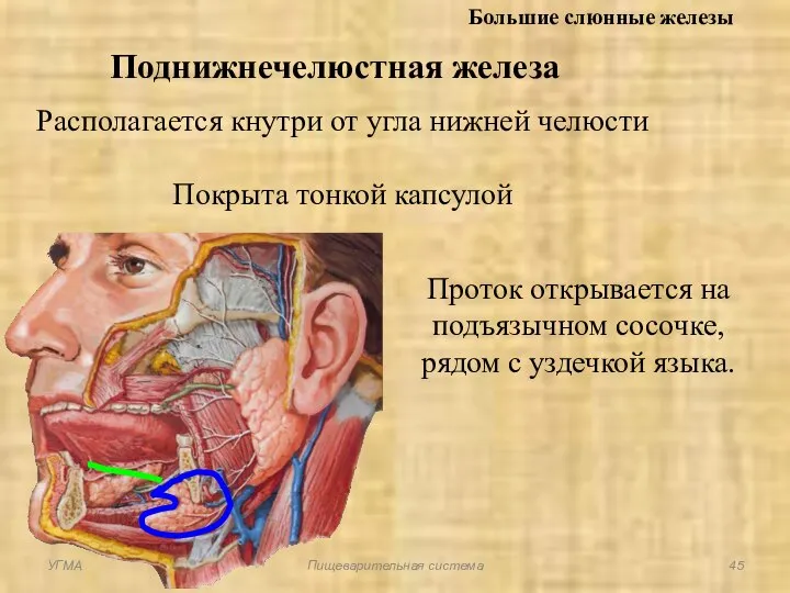 Большие слюнные железы Поднижнечелюстная железа Располагается кнутри от угла нижней челюсти Покрыта