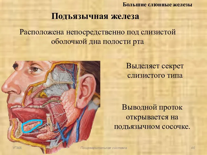 Большие слюнные железы Подъязычная железа Расположена непосредственно под слизистой оболочкой дна полости